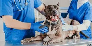 VETERINARIA BARRIO SUR