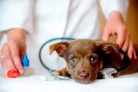 VETERINARIA BARRIO SUR
